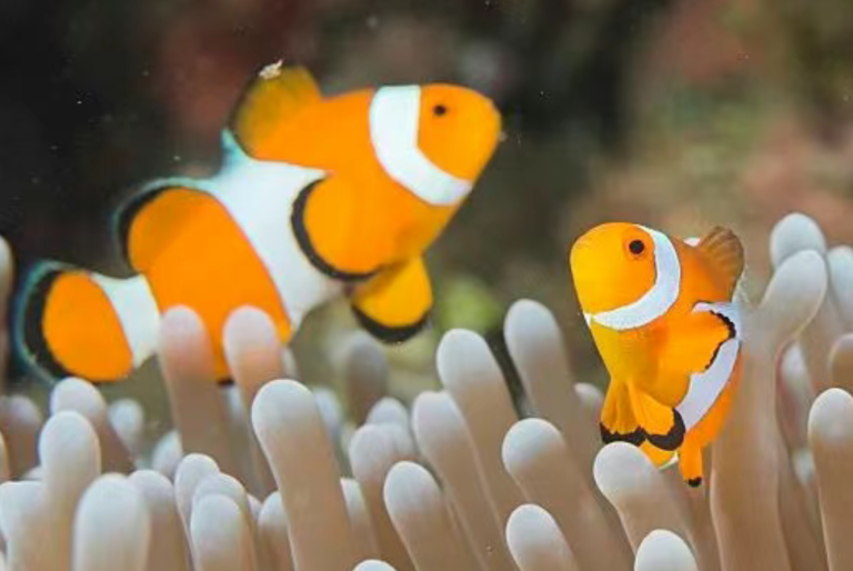 dissolved oxygen for fish